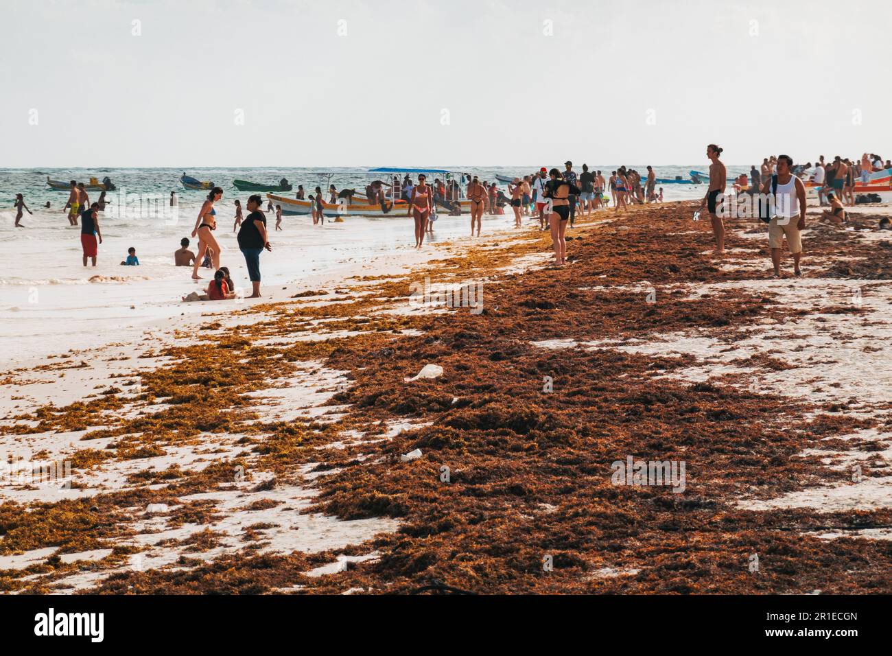 tourists and seaweed cover the beach in Tulum, Mexico. Sargassum algae blooms have increased as a result of farm nitrate runoff into the ocean Stock Photo