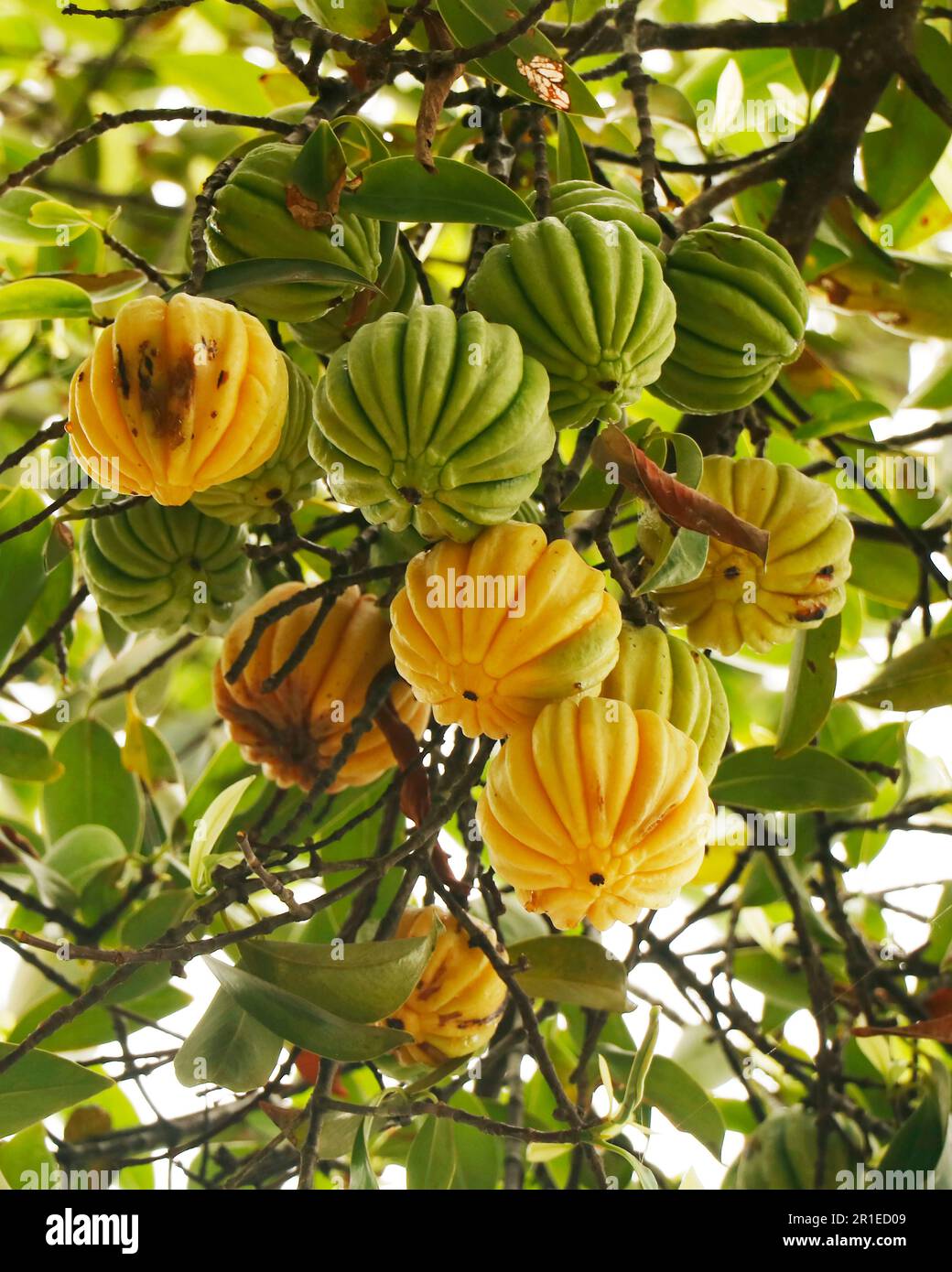 Garcinia gummi-gutta is a tropical species of Garcinia native to Southeast Asia.names include Garcinia cambogia, as well as brindle berry, and Malabar Stock Photo