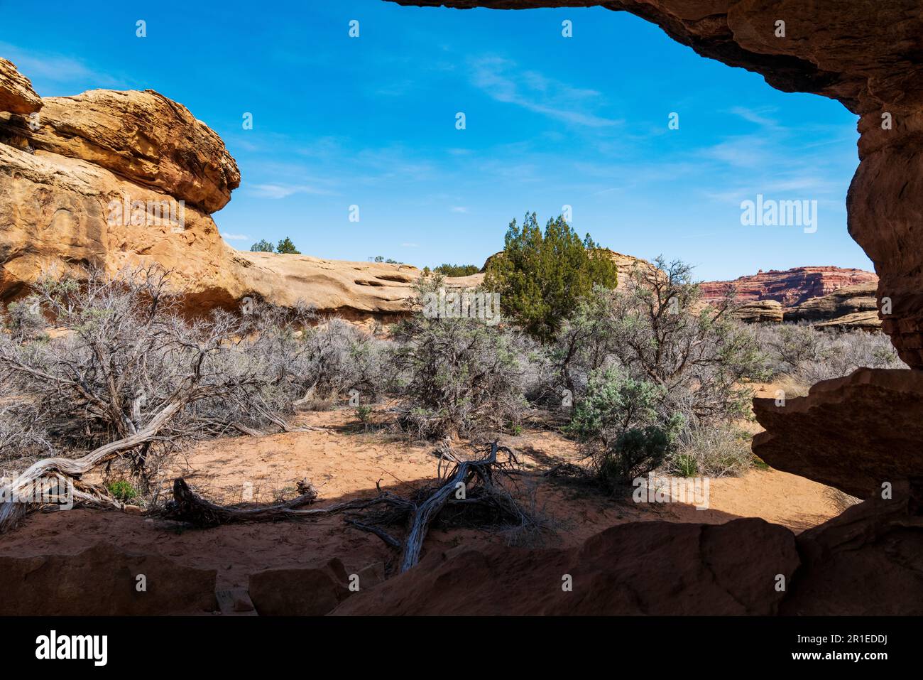 Cave Spring Trail; 1,000 year old ancestral site & cowboy camp; Canyonlands National Park; Utah; USA Stock Photo