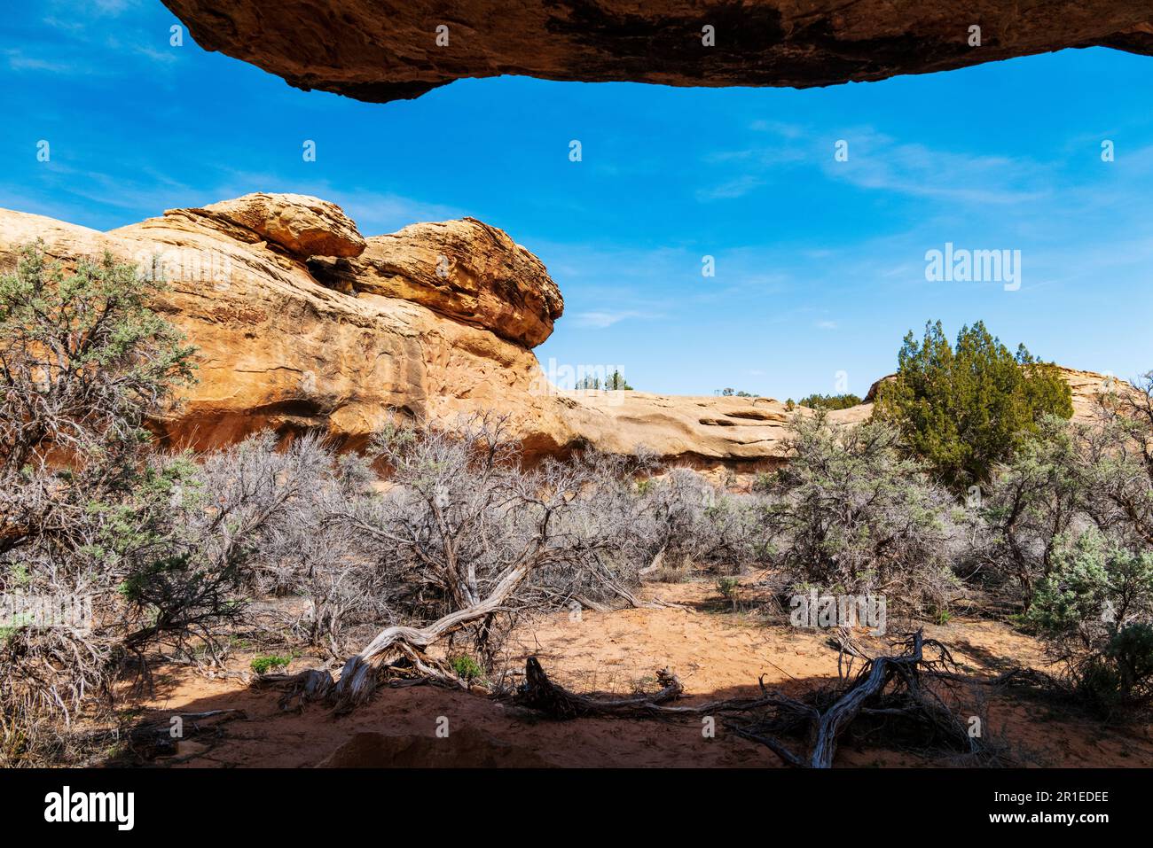 Cave Spring Trail; 1,000 year old ancestral site & cowboy camp; Canyonlands National Park; Utah; USA Stock Photo