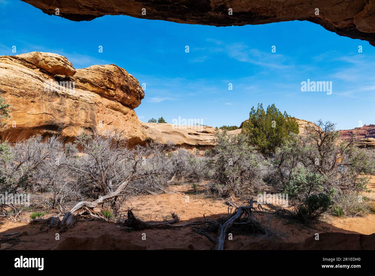 Cave Spring Trail; 1,000 year old ancestral site & cowboy camp; Canyonlands National Park; Utah; USA Stock Photo