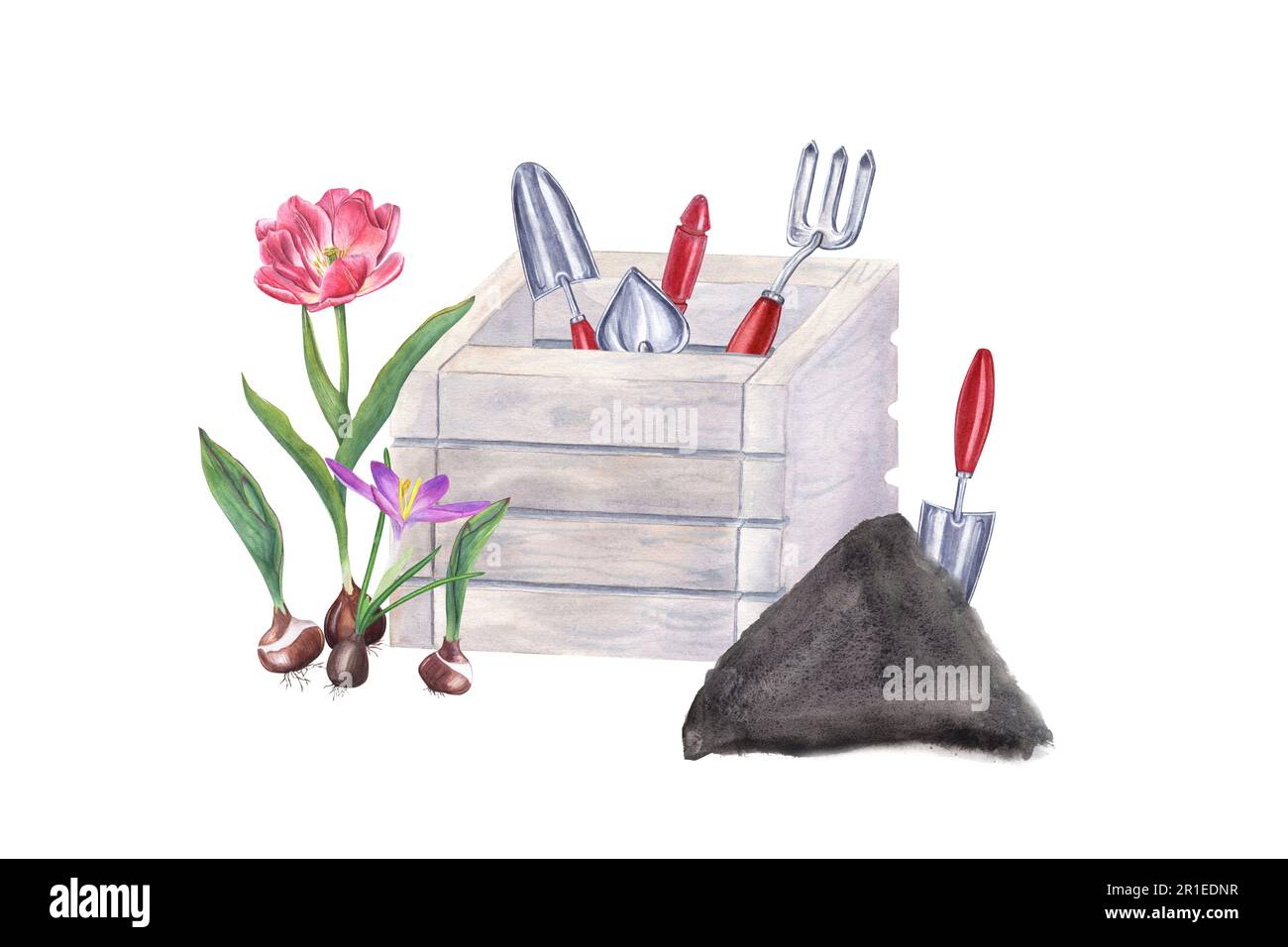 Watercolor illustration of garden tools in wooden box, hand trowel in soil, tulips and crocus