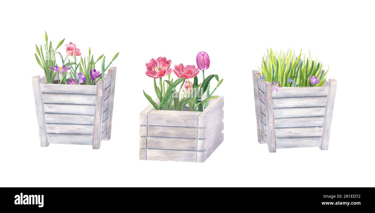 Pink double tulips, daffodil, crocus, scilla, grass in wooden flower