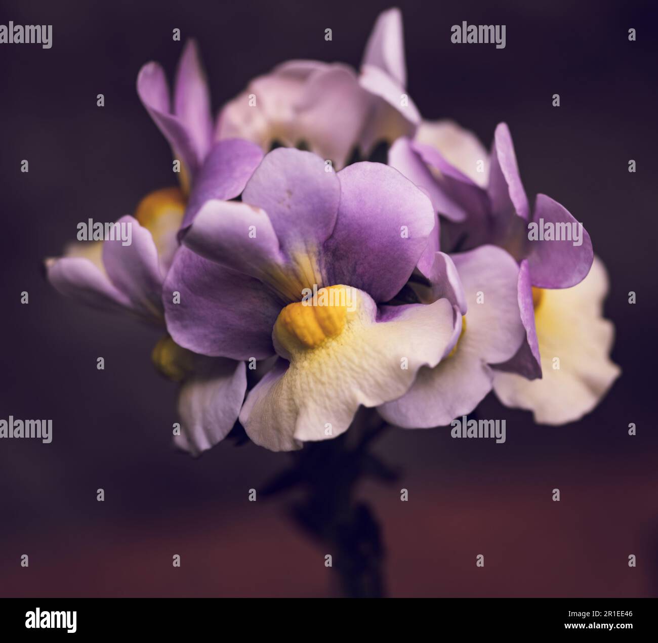 White and purple flower petals hi-res stock photography and images - Alamy