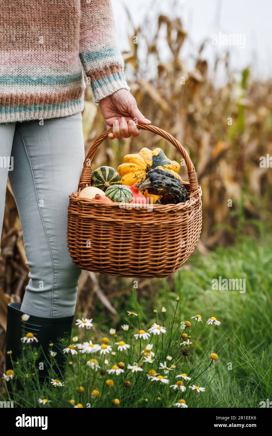 Woman farmer holding wicker basket with harvested decorative pumpkins in corn field Stock Photo