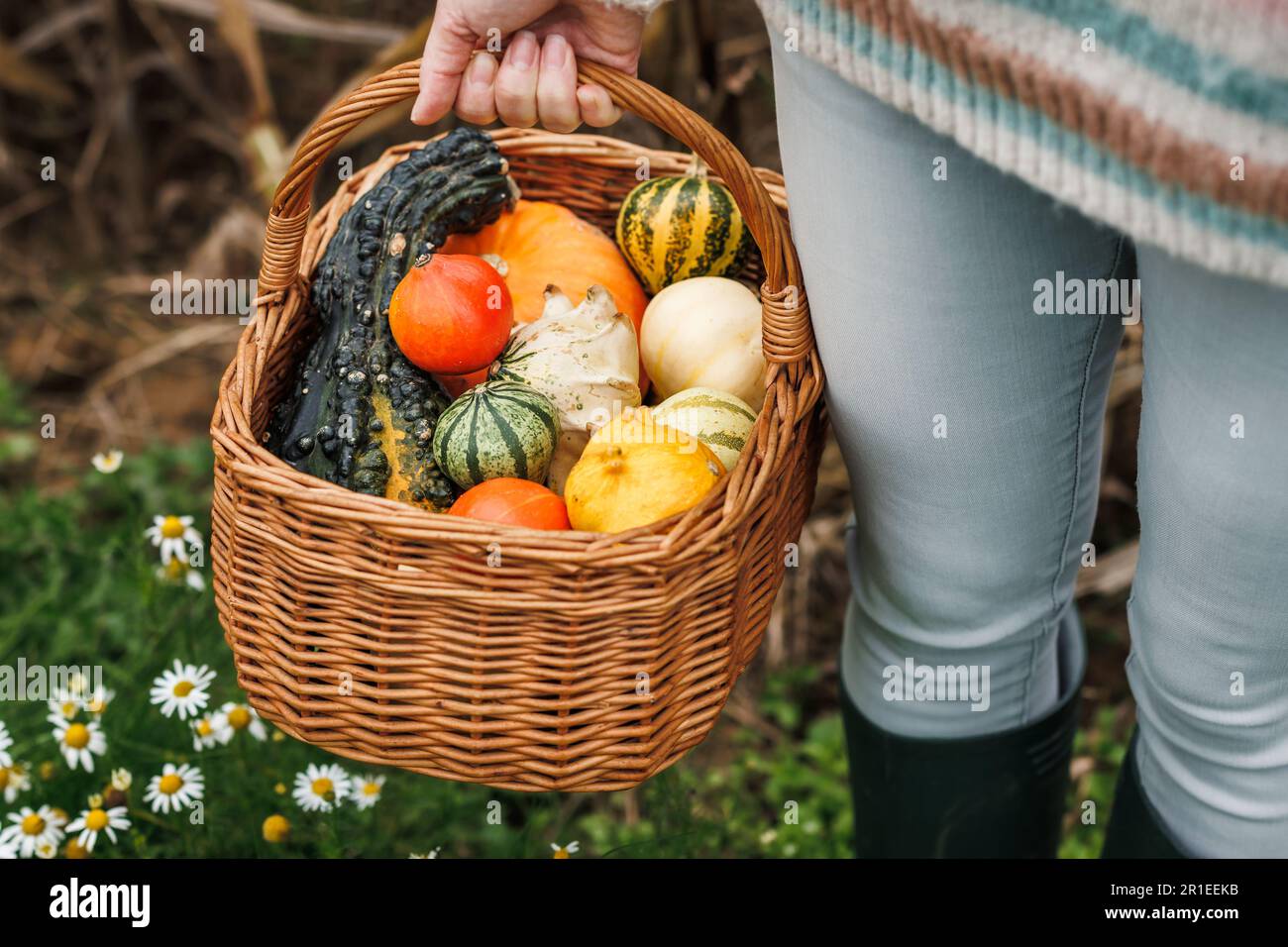 Woman farmer holding decorative pumpkins in wicker basket. Autumn harvest in garden Stock Photo