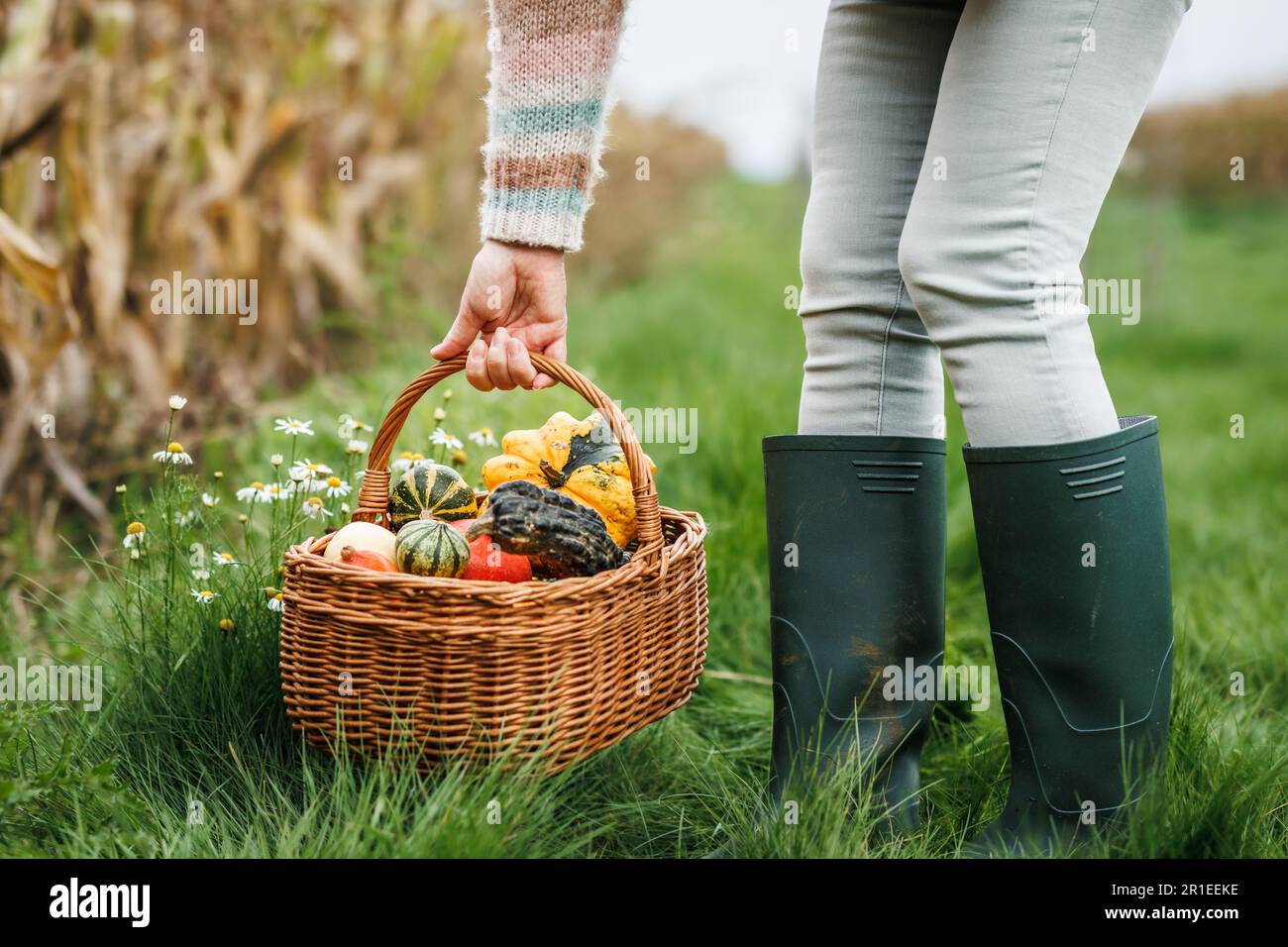 Woman picking basket with harvested decorative pumpkins in corn field. Female legs with rubber boots Stock Photo