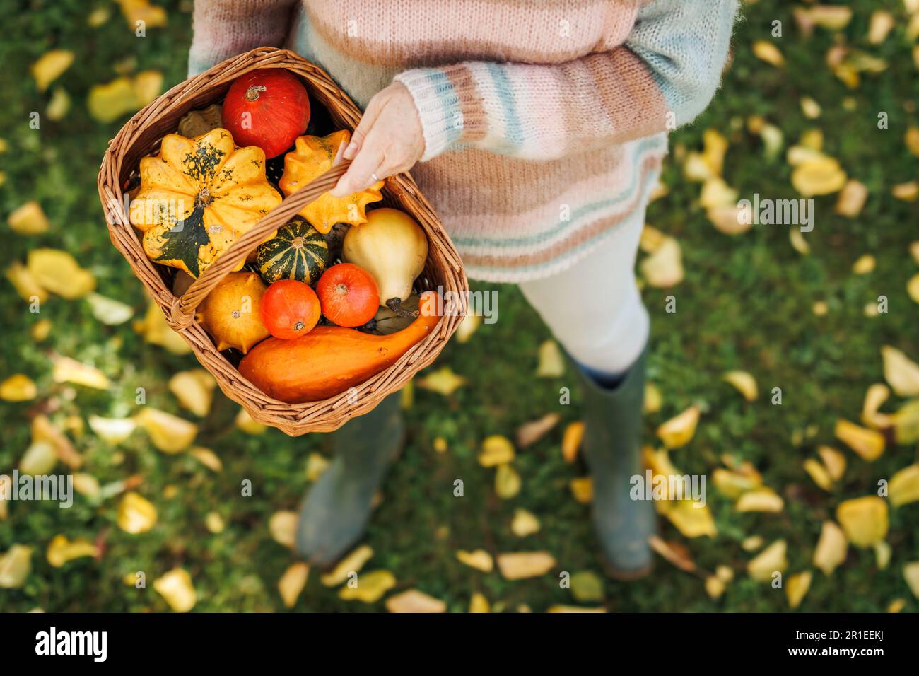 Farmer holding wicker basket with harvested pumpkins, gourd and squash. Autumn season in garden Stock Photo