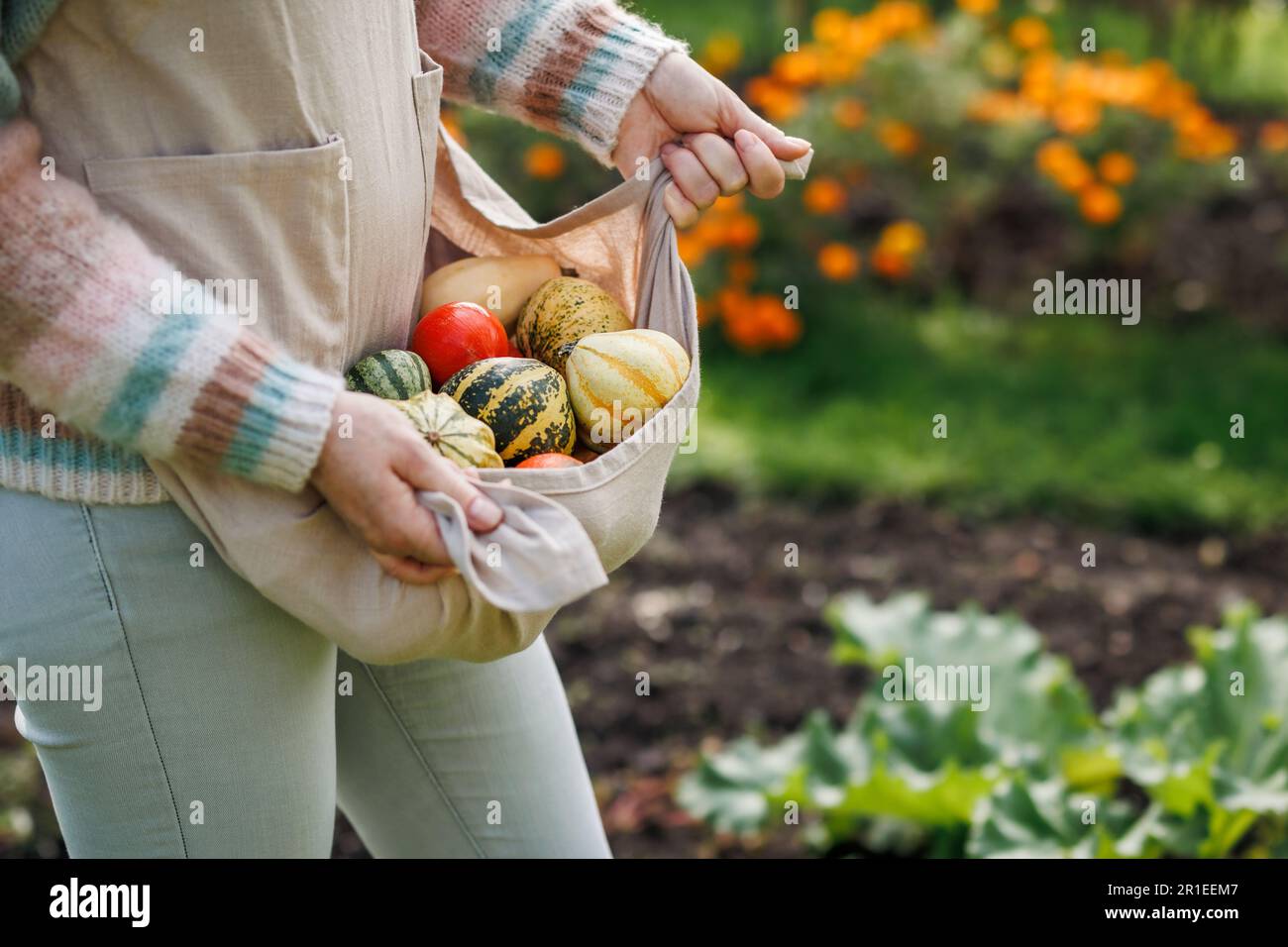 Woman holding harvested decorative pumpkins in apron at autumn garden Stock Photo