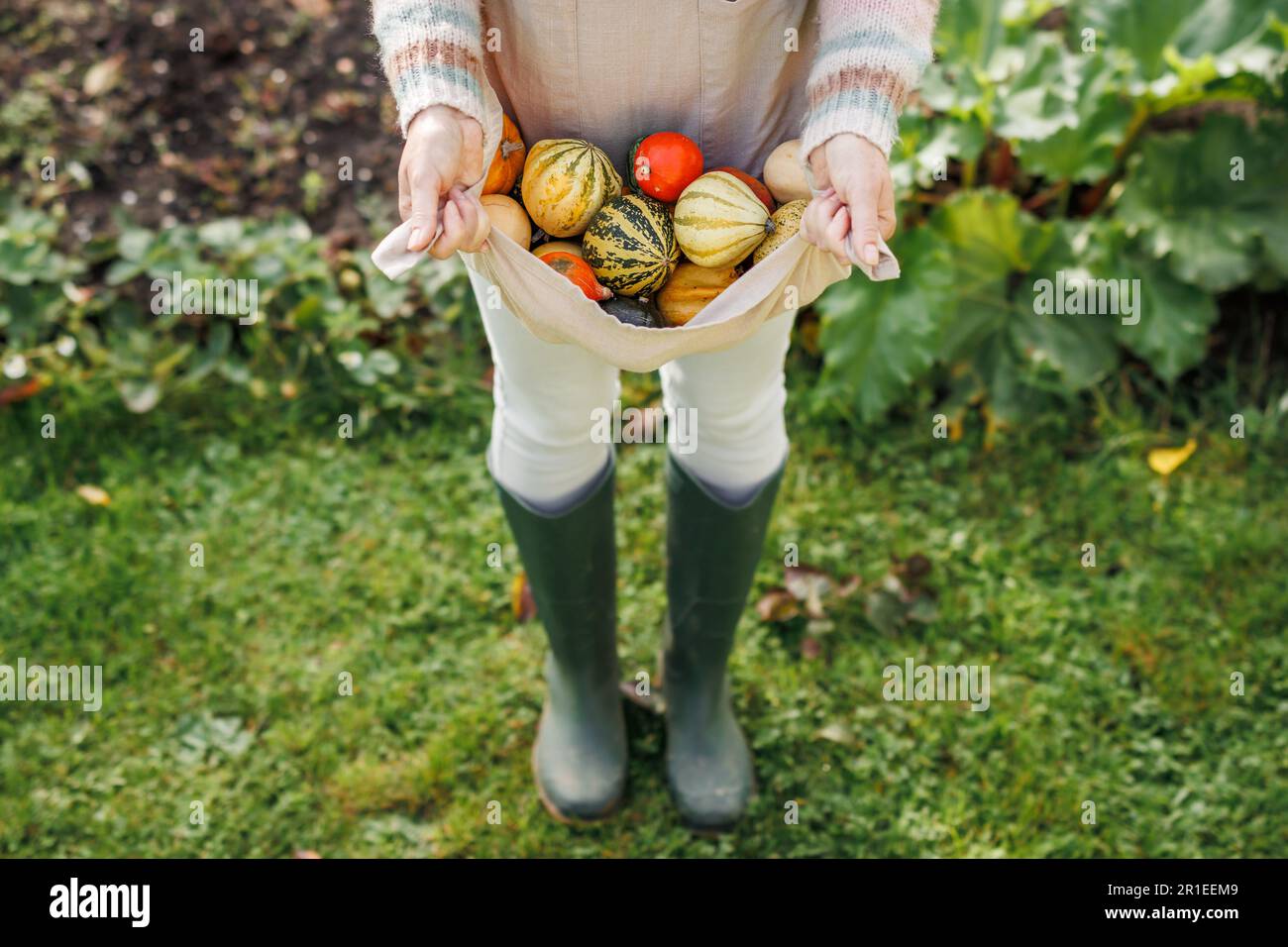 Farmer with rubber boots holding harvested decorative pumpkins in apron at autumn garden Stock Photo