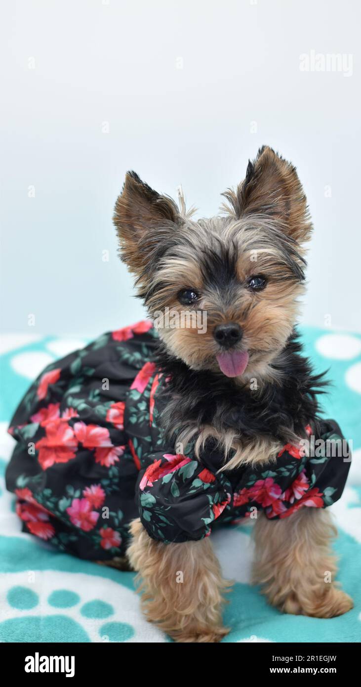 Old Yorkie in Flower Dress from the Side Stock Photo