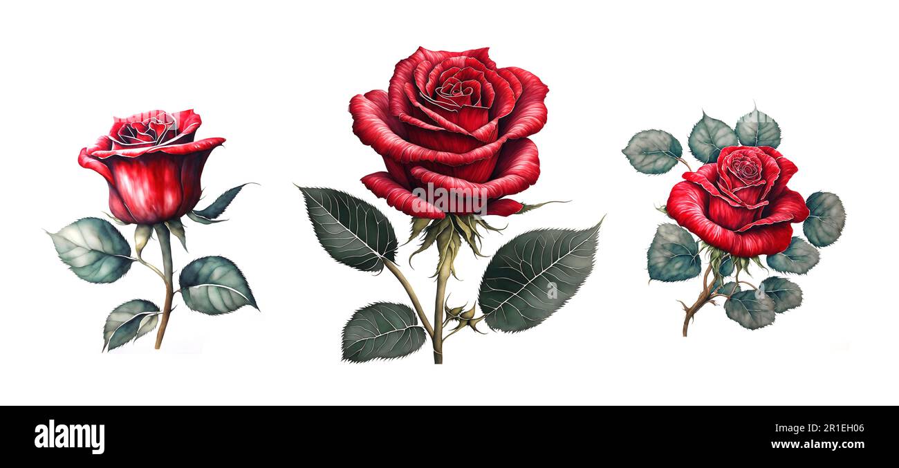 Red roses white background watercolor illustration Stock Photo