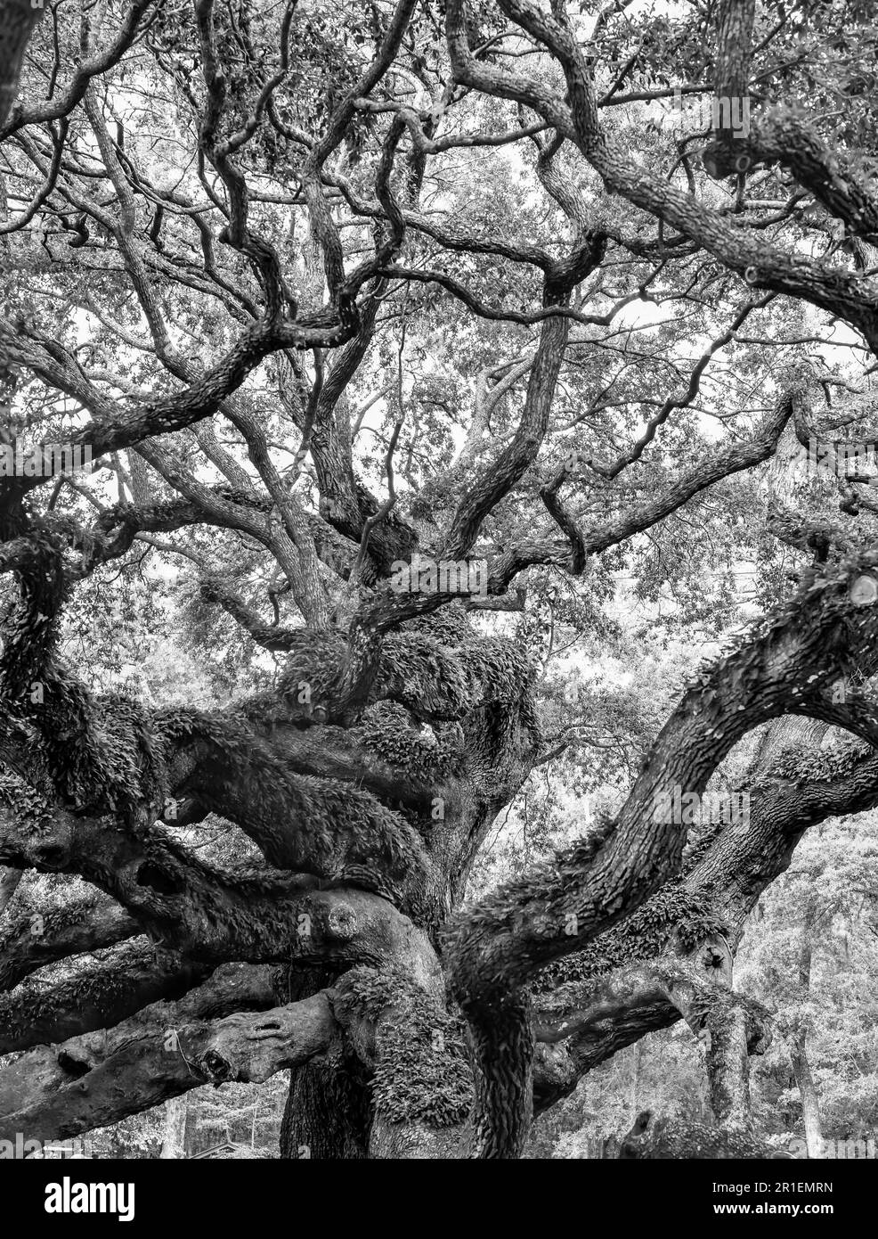 Large landscape alone Black and White Stock Photos Images Alamy