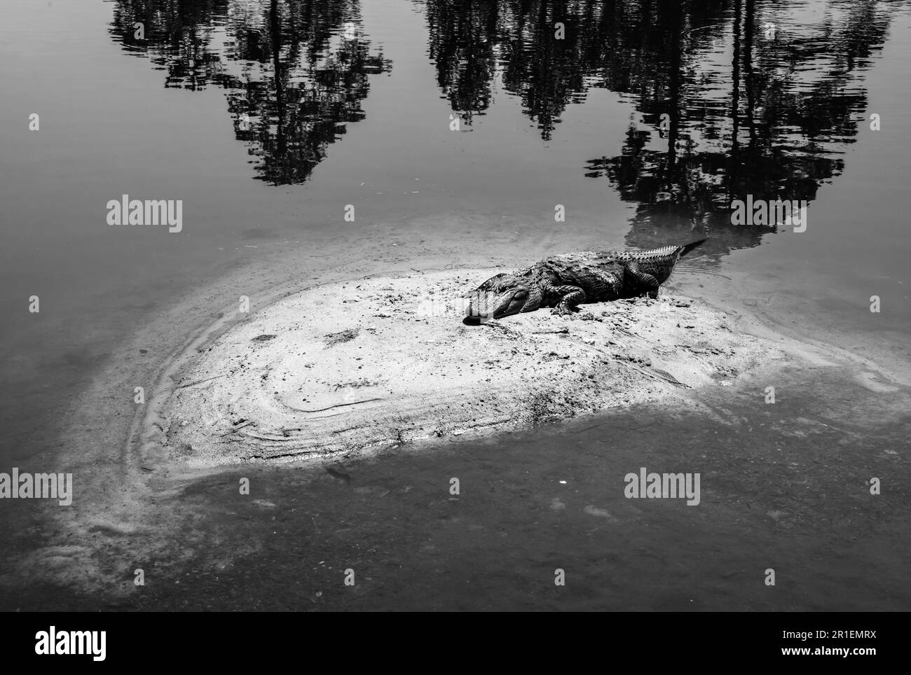 Large Alligator laying on the small island in the pond in the sunshine Stock Photo