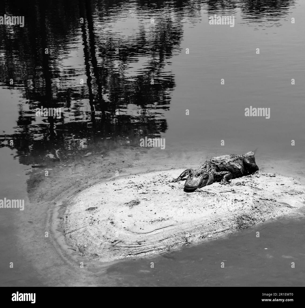 Large Alligator laying on the small island in the pond in the sunshine Stock Photo