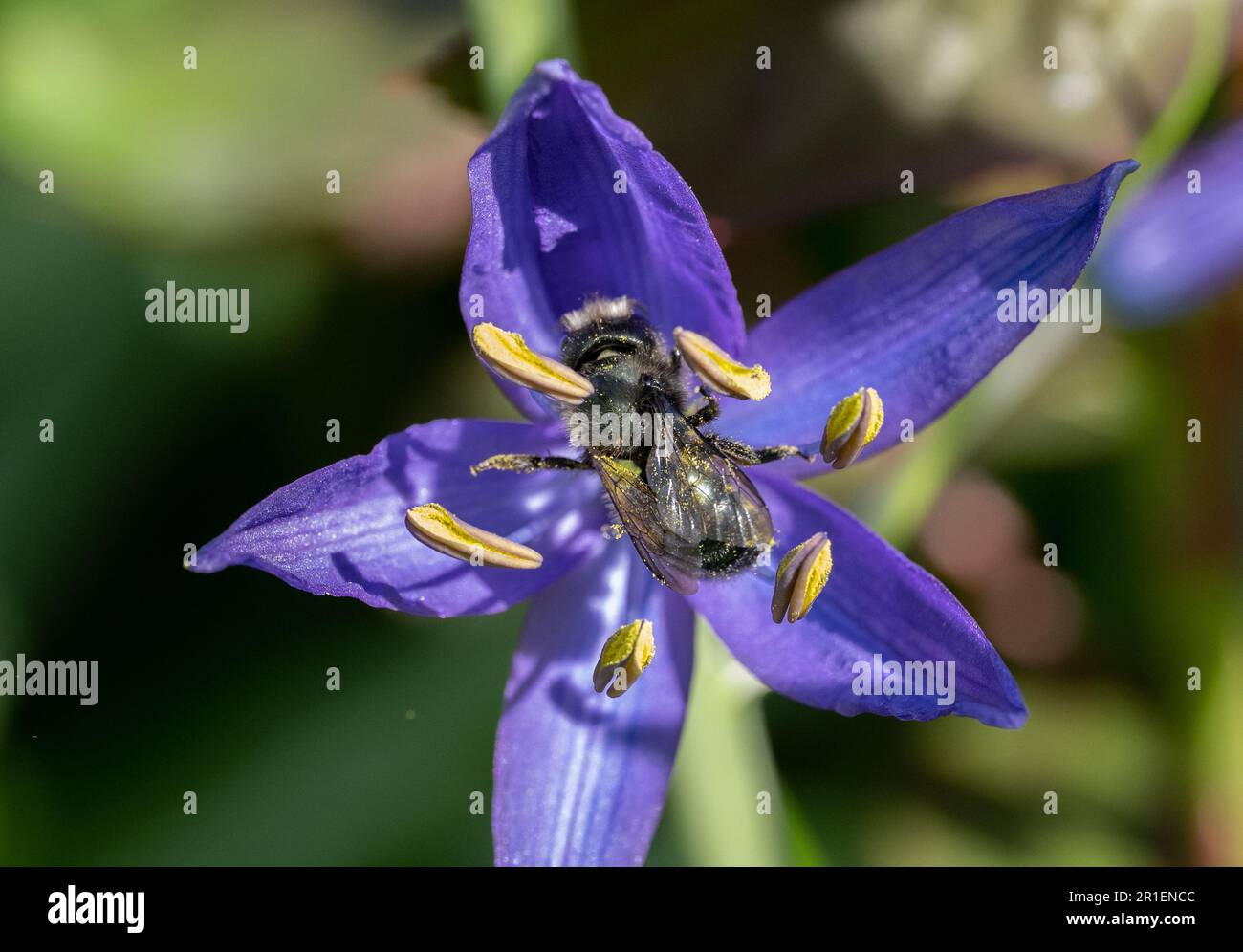 Mason bee pollinating a blue camas flower (Osmia lignaria) Stock Photo