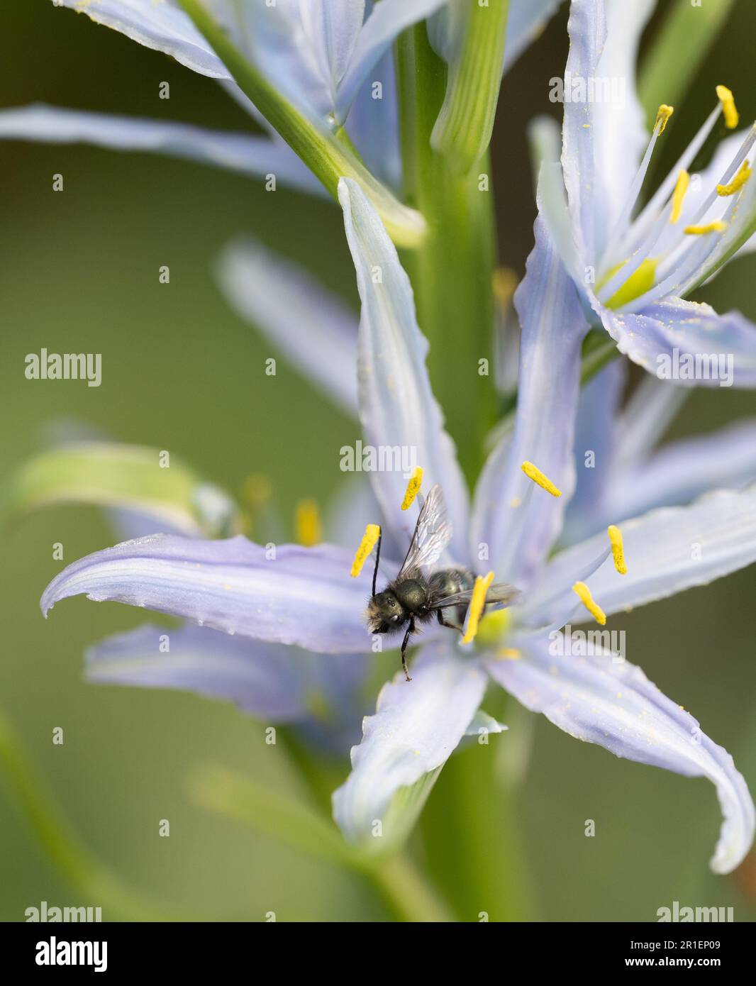 Mason bee pollinating a blue camas flower (Osmia lignaria) Stock Photo