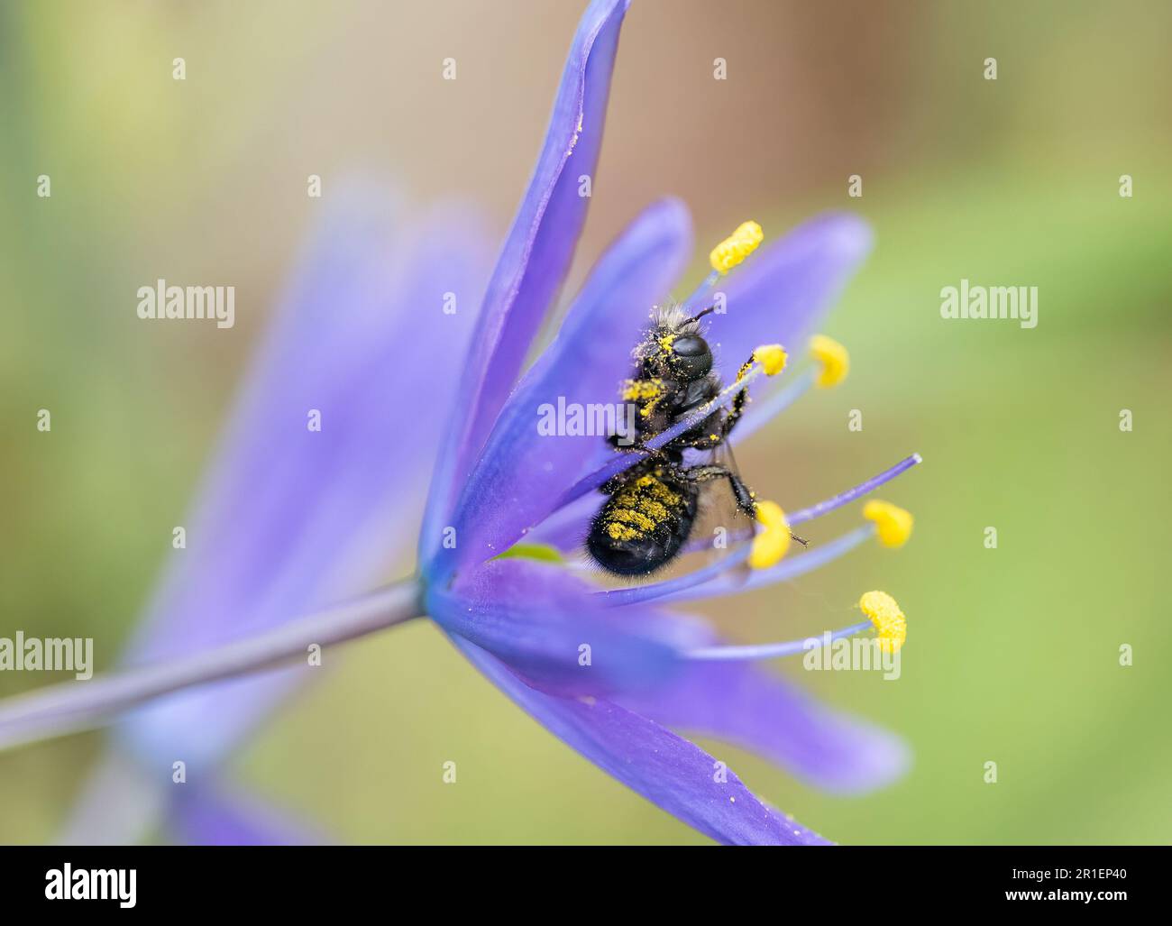 A native mason bee collects pollen from the stamens of a wild camas flower (Osmia lignaria) Stock Photo