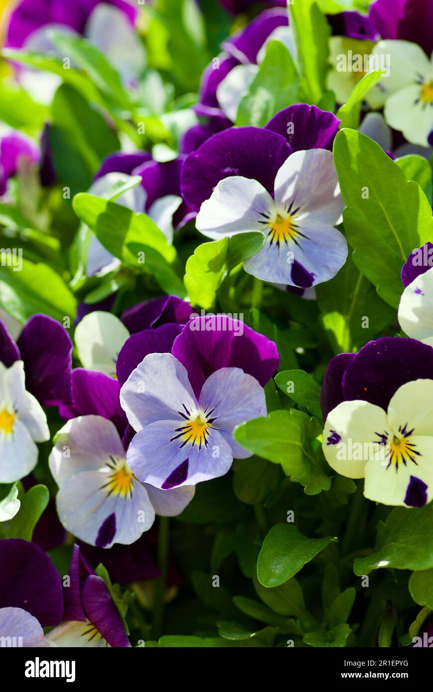 Closeup of small wild pansy flowers in a flowerbed in spring. Stock Photo