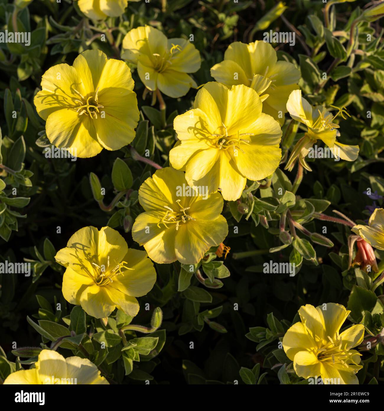 Oenothera drummondii is species of shrub in the family Onagraceae. They have a self-supporting growth form. They are native to The Contiguous United S Stock Photo