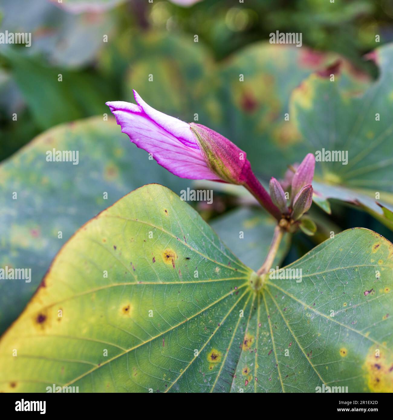 Bauhinia is a large genus of flowering plants in the subfamily Cercidoideae and tribe Bauhinieae, in the large flowering plant family Fabaceae, with a Stock Photo