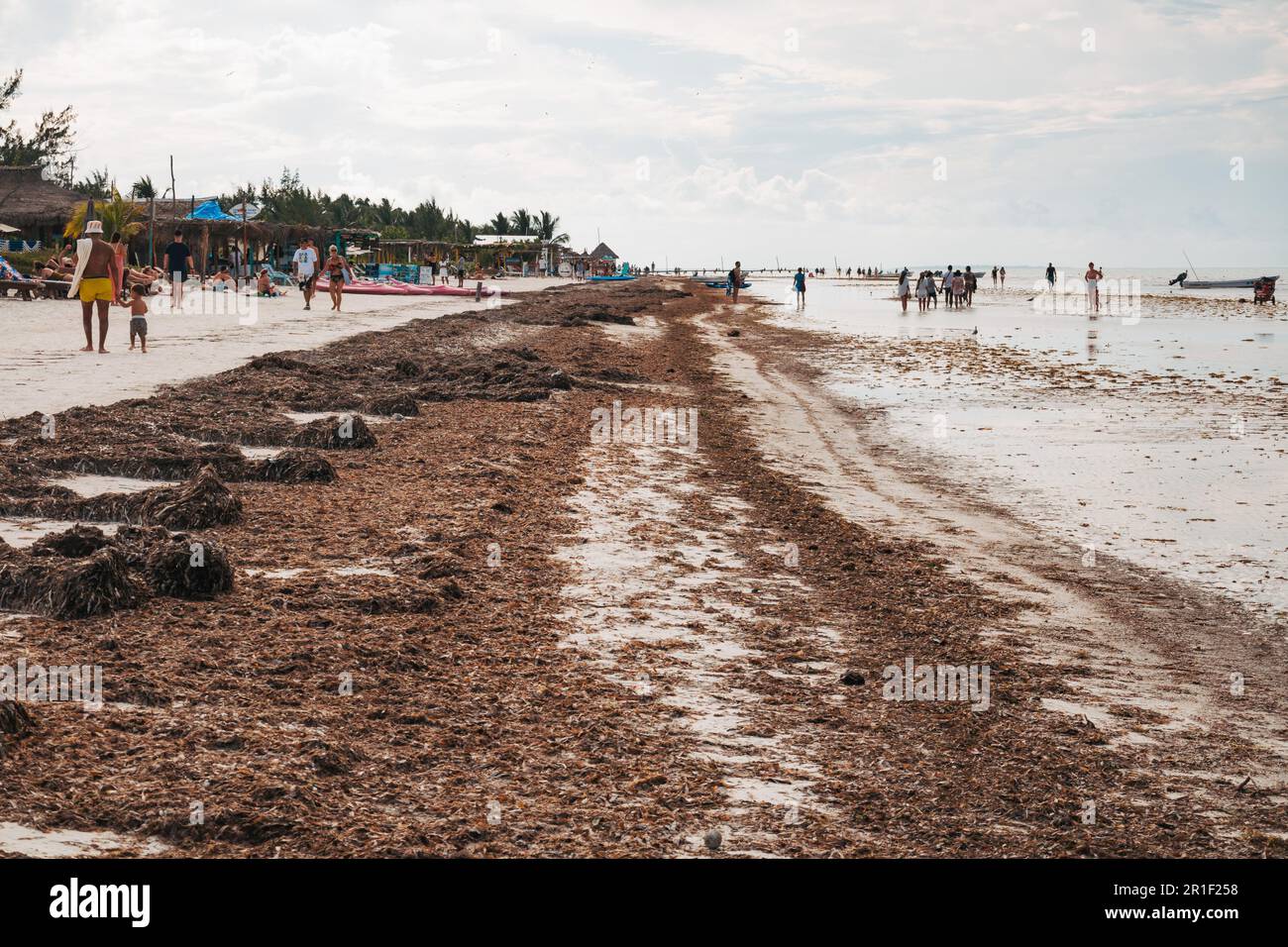 sargassum seaweed covers Isla Holbox, Mexico. Swathes of it wash up on beaches around the Yucatan peninsula, mostly due to agricultural runoff Stock Photo