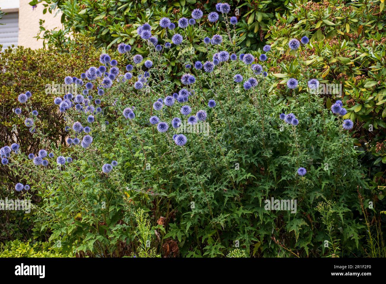 Blaue Kugeldistel Blüte , Echinops vor grünem Hintergrund Stock Photo