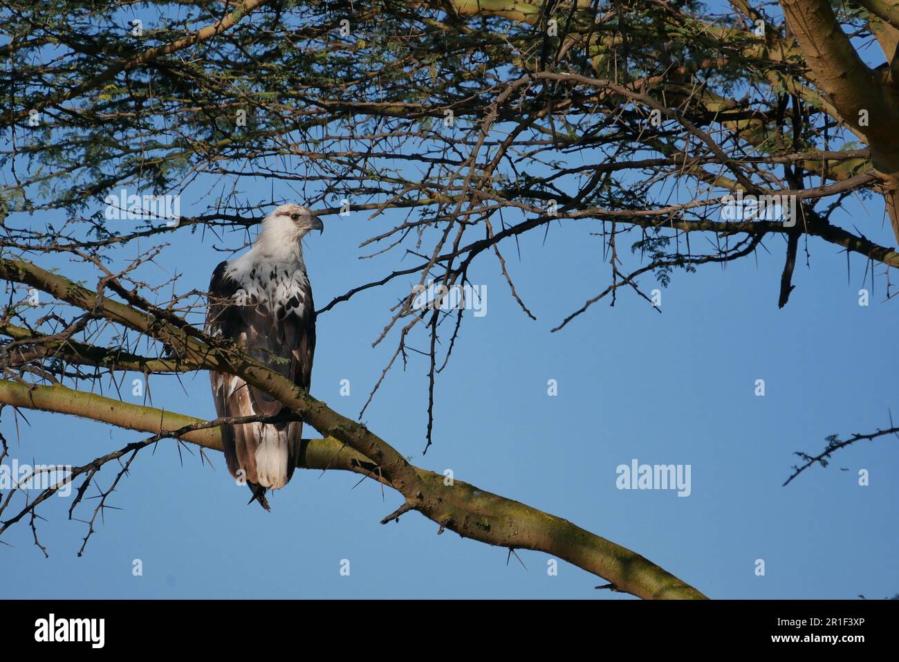 Juvenile African fish eagle perched on a branch Stock Photo