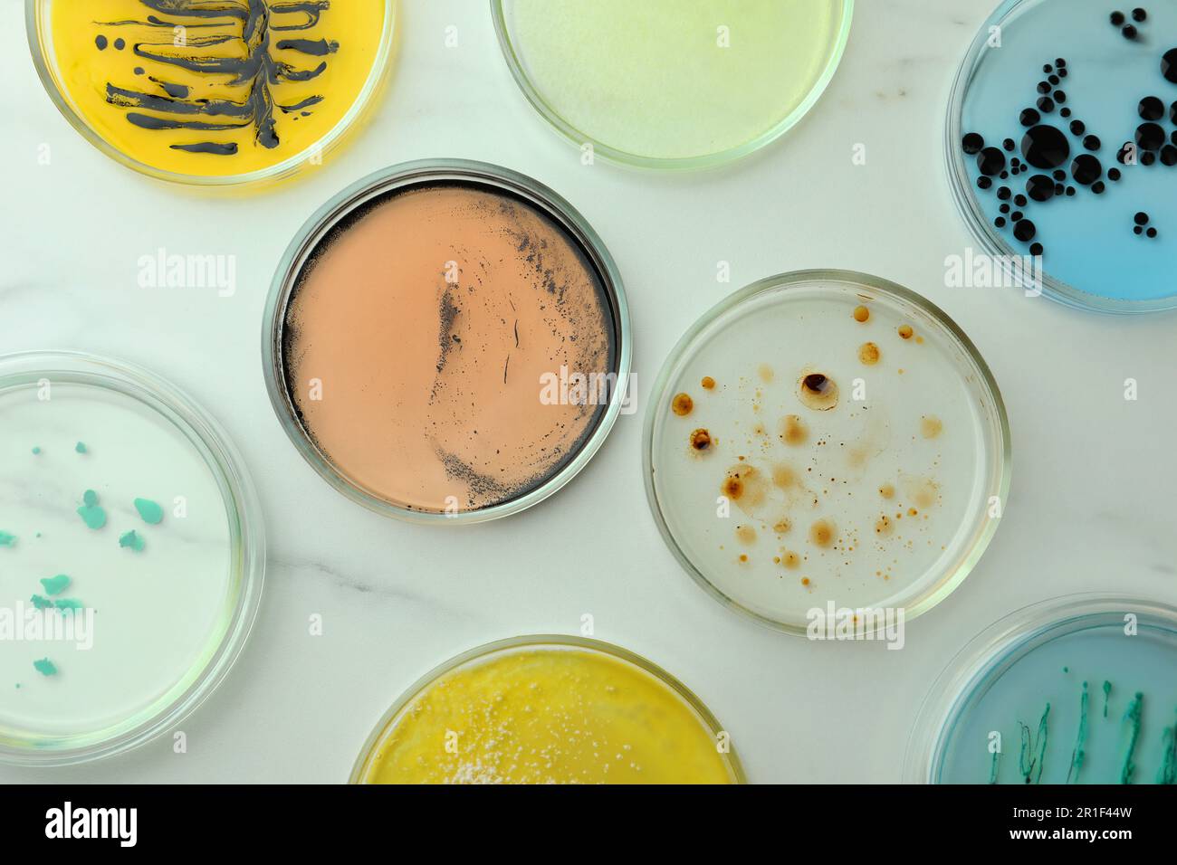 Petri dishes with different bacteria colonies on white marble table ...