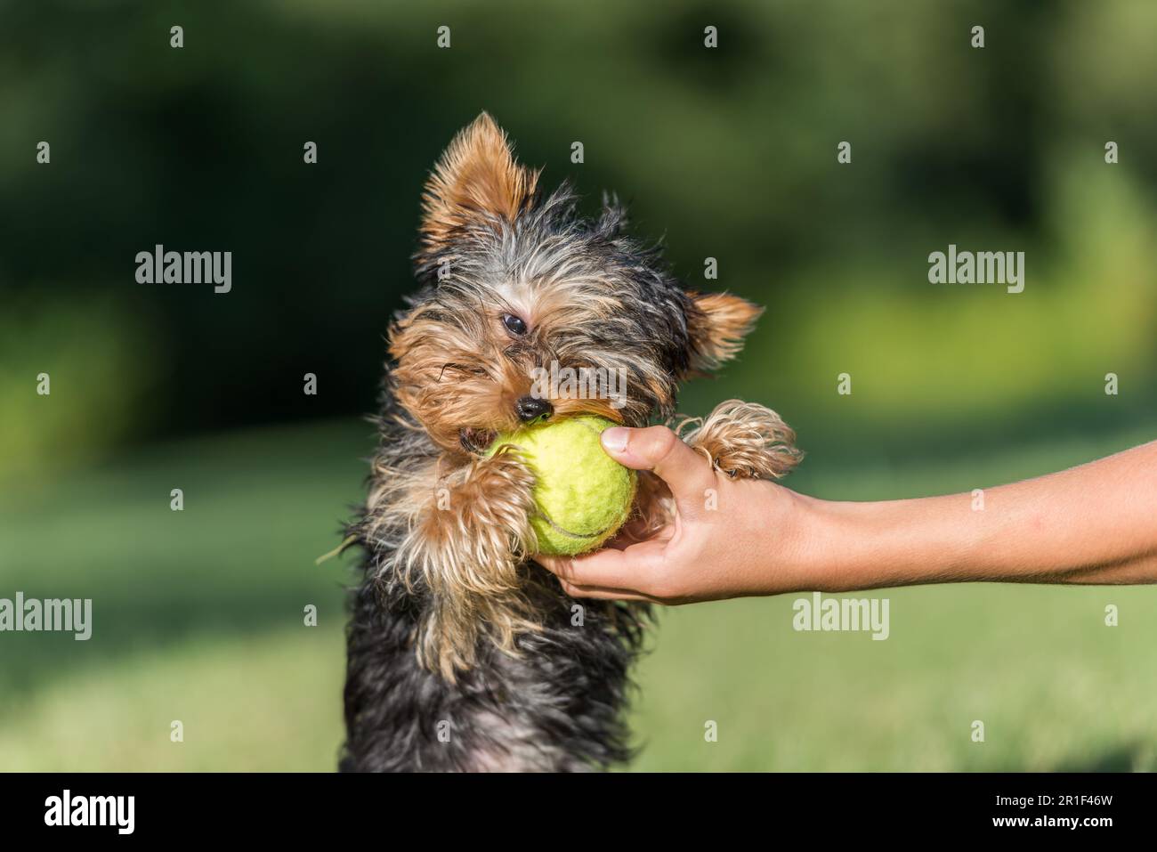 Yorkshire Terrier puppy playing with a tennis ball in the park Stock Photo