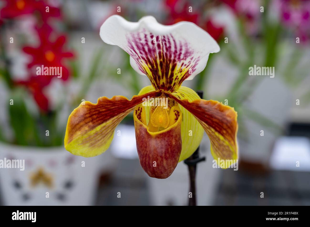 Cultivation of colorful tropical flowering plants orchid family Orchidaceae Paphiopedilum, Venus slipper in Dutch greenhouse with UV IR Grow Light Stock Photo
