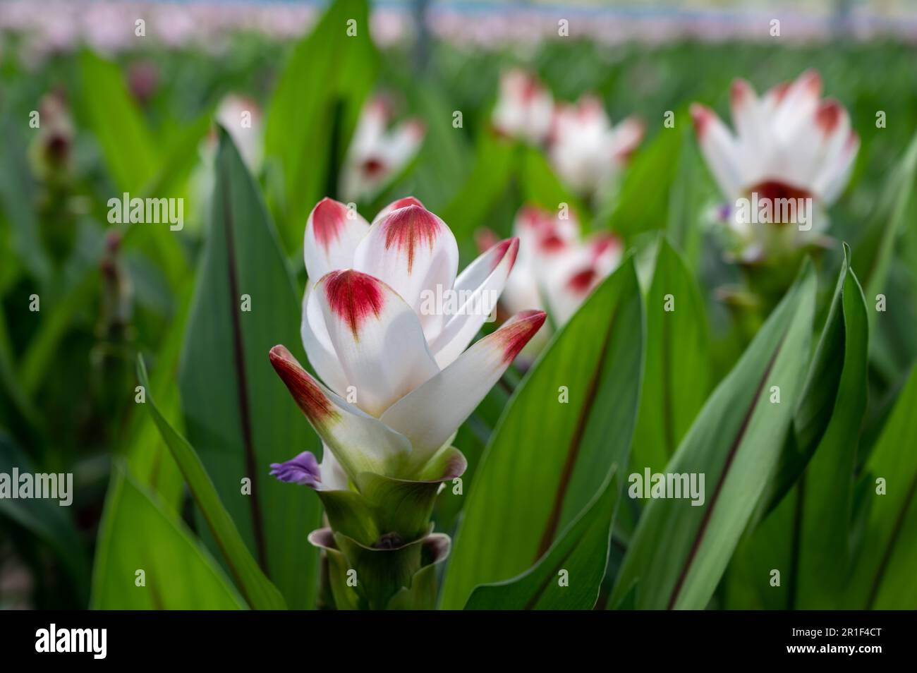 Turmeric, Curcuma longa flowering plant of ginger family, decorative or