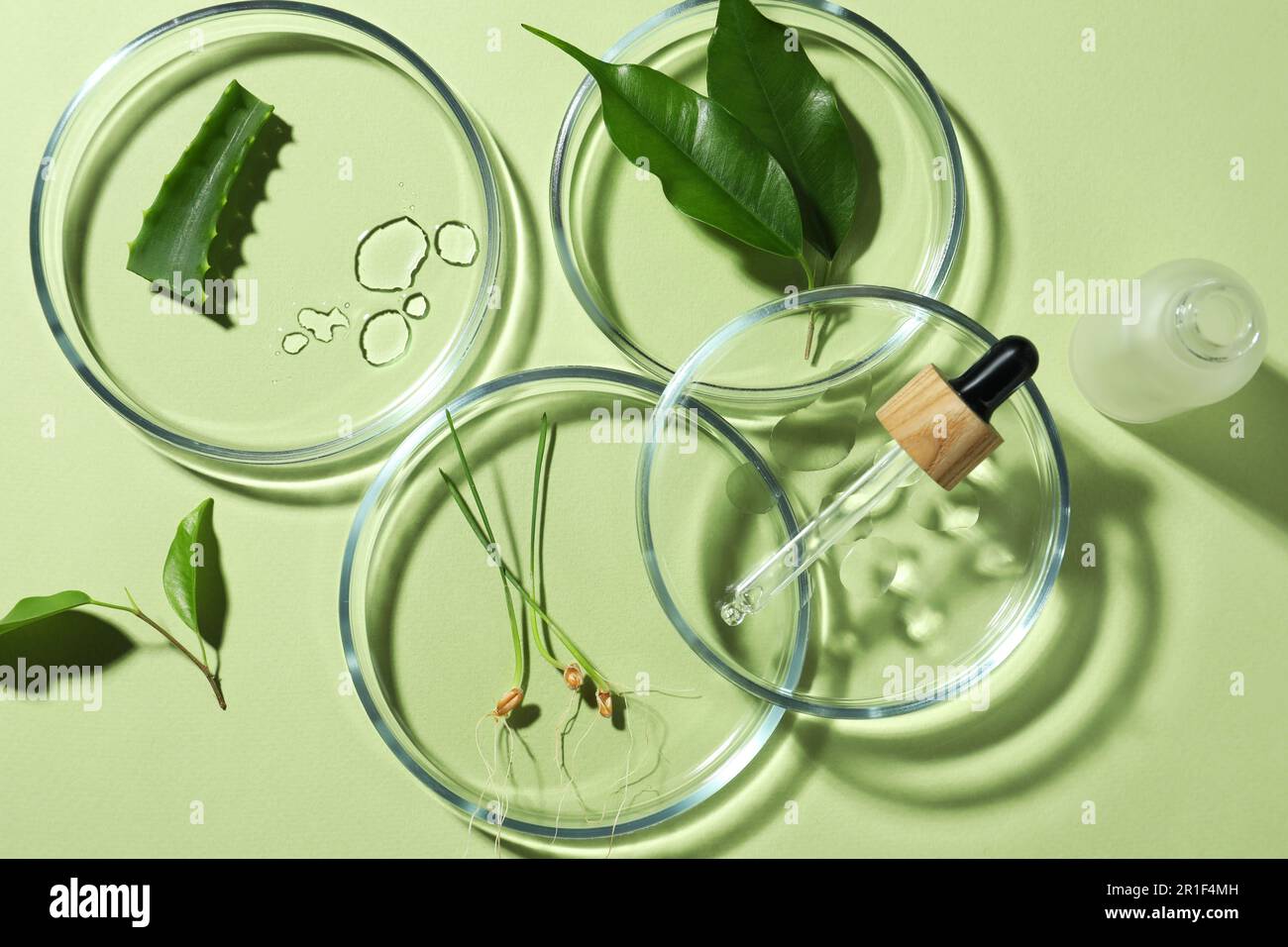 Flat lay composition with Petri dishes and plants on pale light green ...
