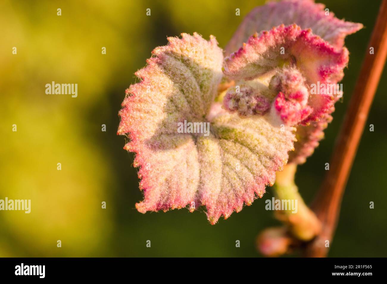 Macro of vine leafs in Spring. Green background. Copy Space Stock Photo