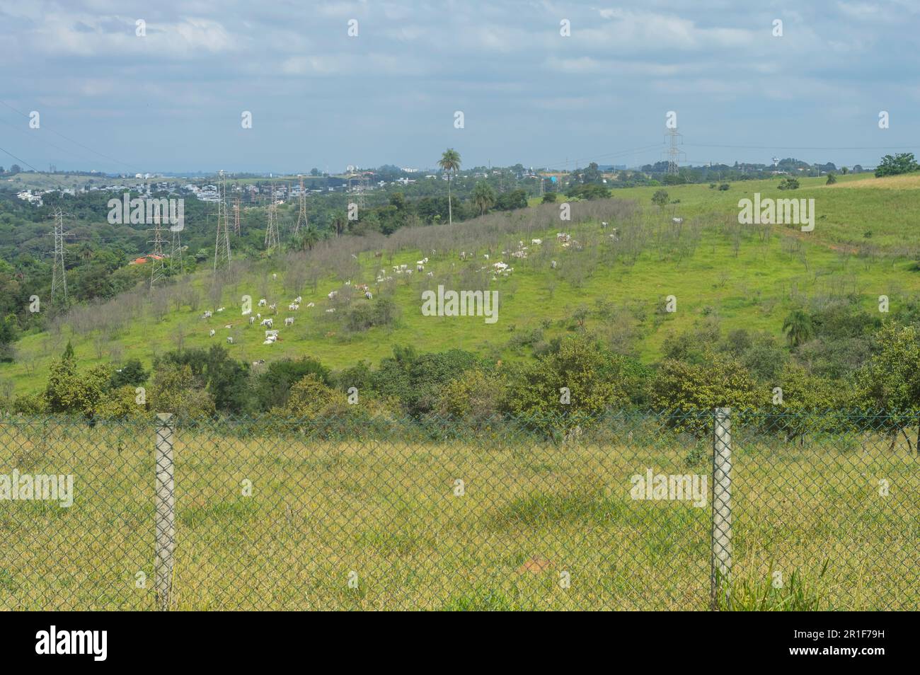 Herd of cattle grazing on pasture on the Brazilian farm on a sunny day ...