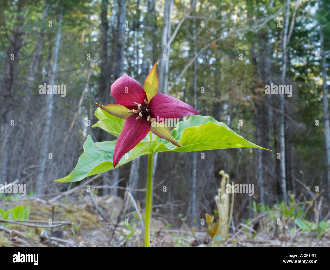 Red trillium in bloom in a forest. Quebec,Canada Stock Photo