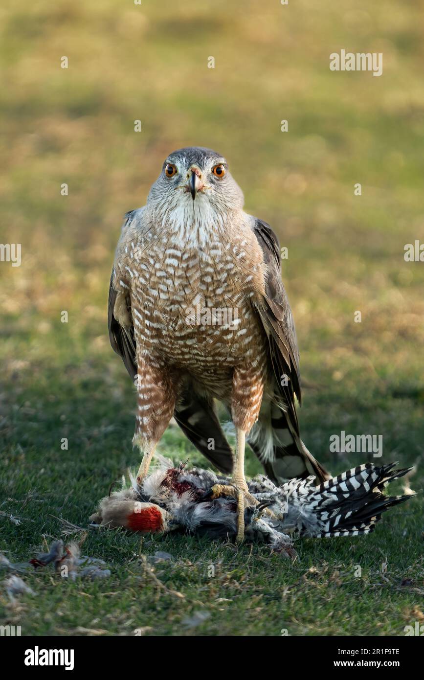 Cooper's Hawk with its recent catch of a Gila Woodpecker Stock Photo