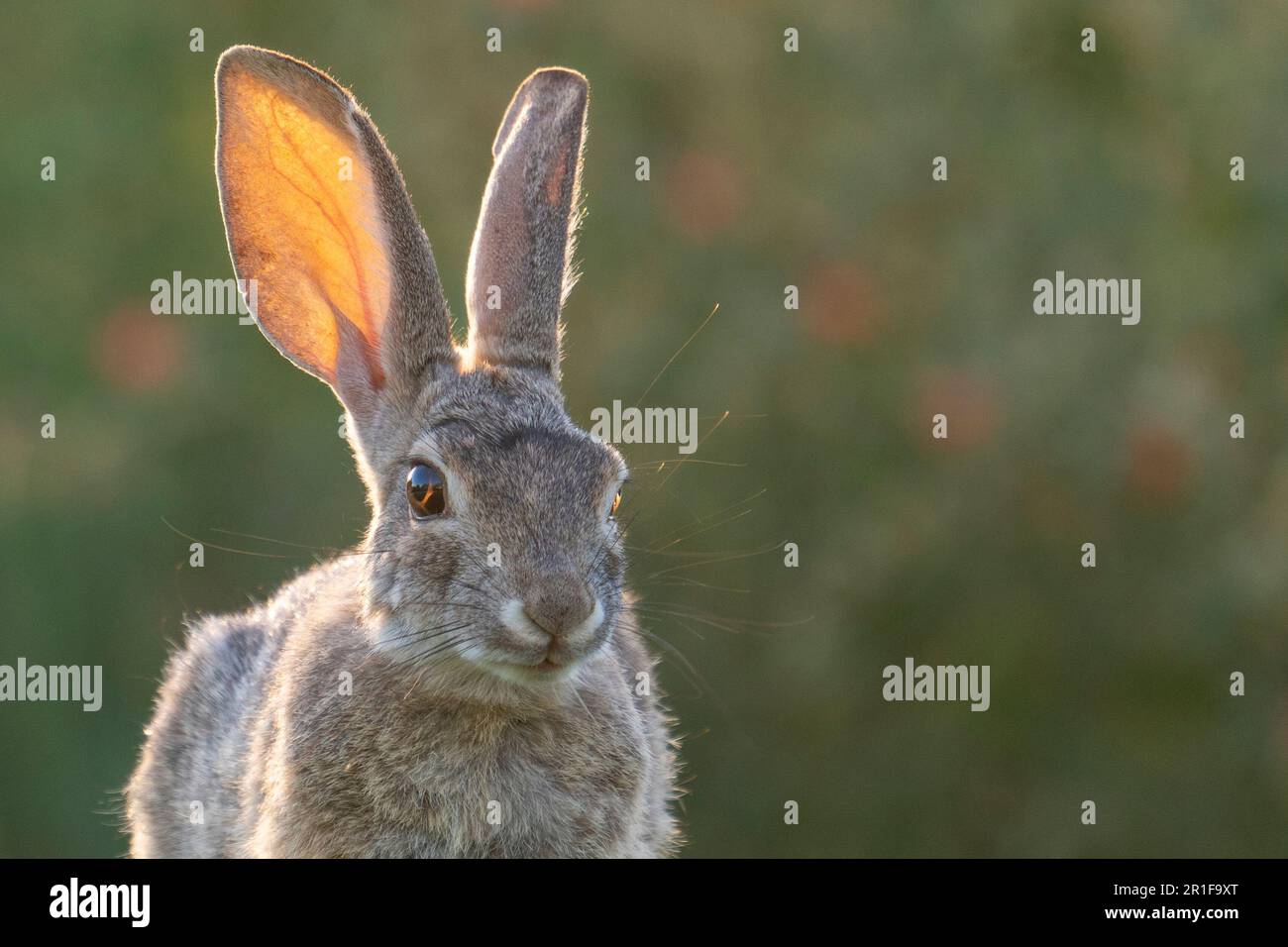 Closeup image of a Desert Cottontail rabbit with translucent, backlit ears Stock Photo