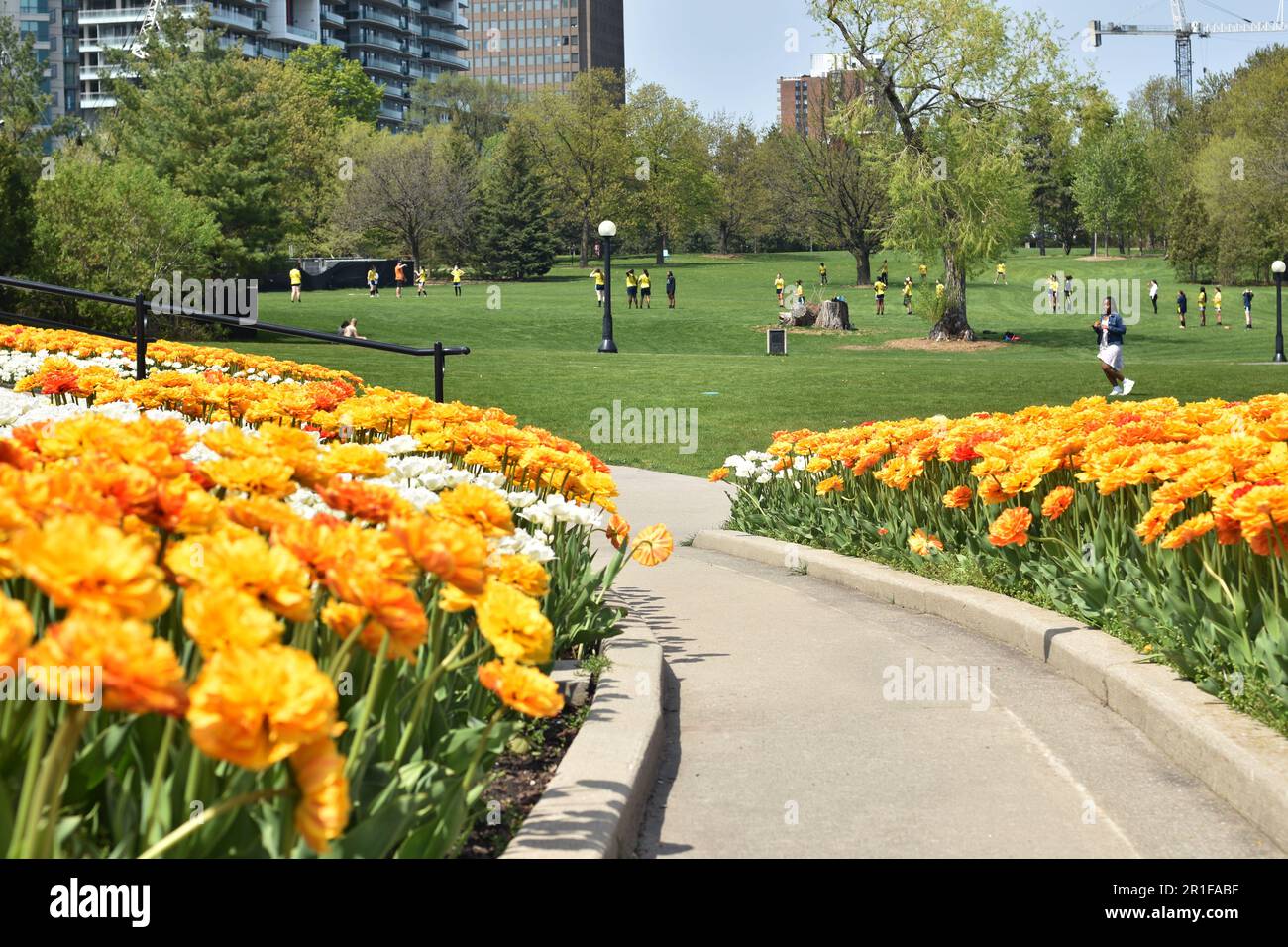 Gatineau,Canada,11.05.2023: Local city park spring landscape with blooming tulip plants flowers Stock Photo
