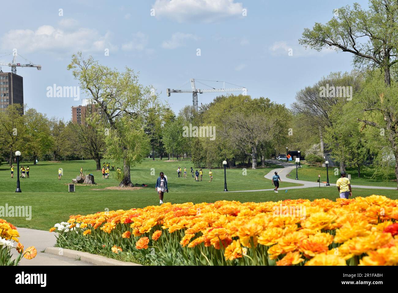 Gatineau,Canada,11.05.2023: Local city park spring landscape with blooming tulip plants flowers Stock Photo