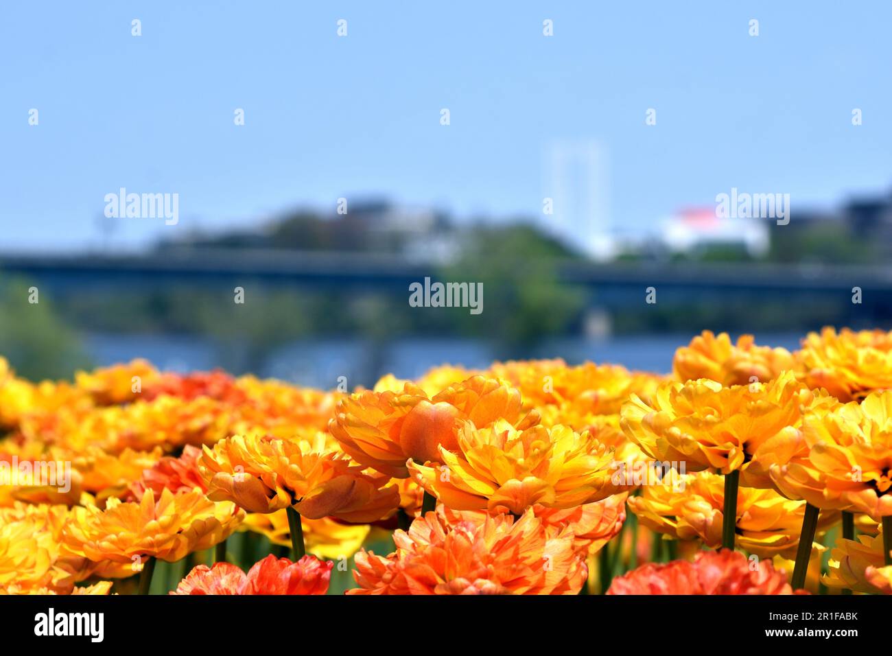 Gatineau,Canada,11.05.2023: Local city park spring landscape with blooming tulip plants flowers Stock Photo