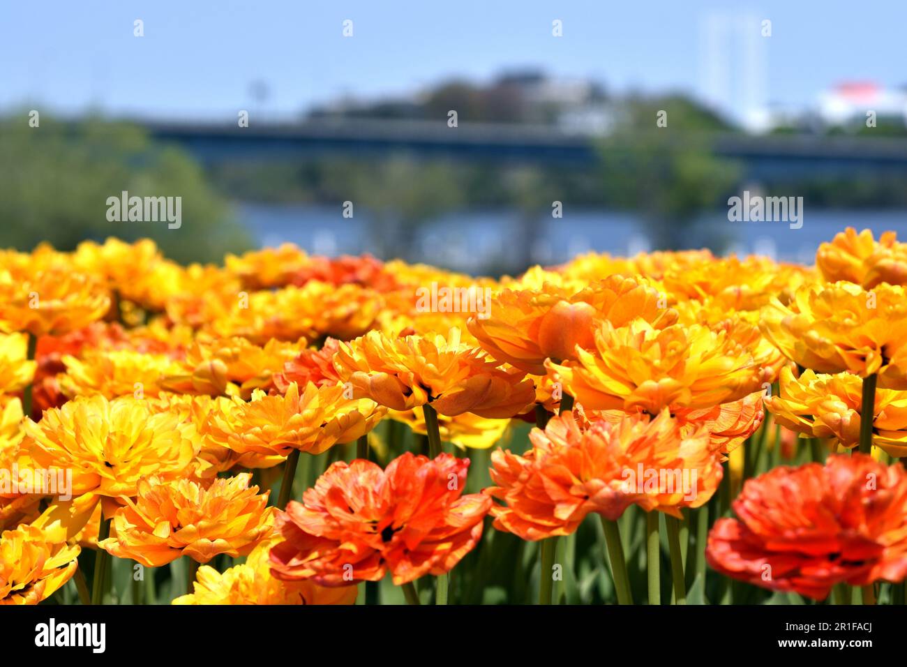 Gatineau,Canada,11.05.2023: Local city park spring landscape with blooming tulip plants flowers Stock Photo