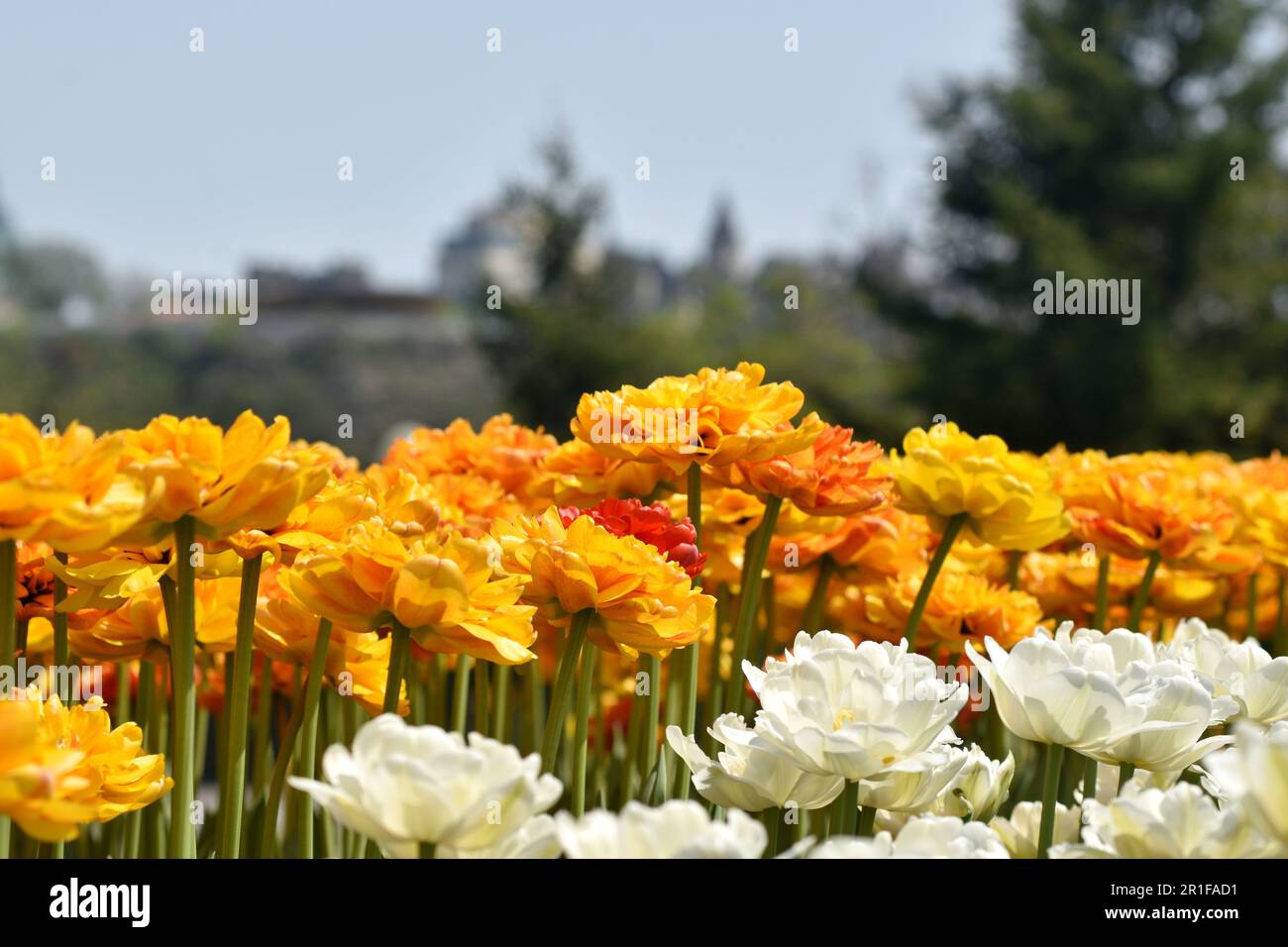 Gatineau,Canada,11.05.2023: Local city park spring landscape with blooming tulip plants flowers Stock Photo
