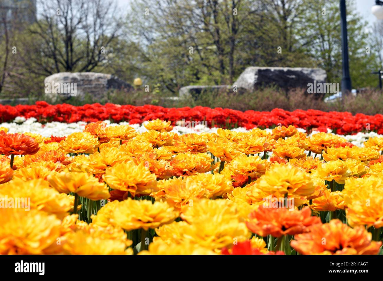 Gatineau,Canada,11.05.2023: Local city park spring landscape with blooming tulip plants flowers Stock Photo