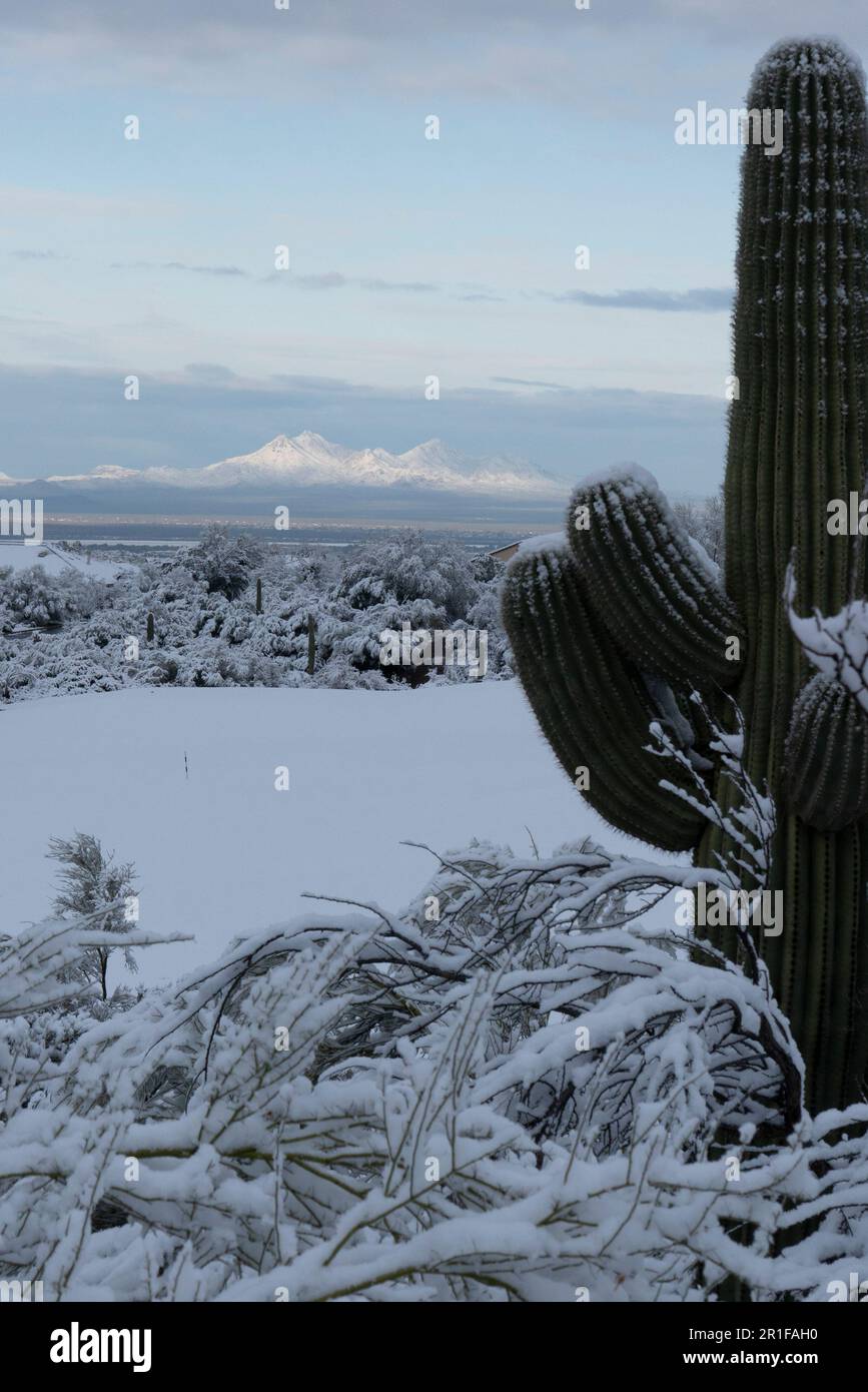 Saguaro in the snow hi-res stock photography and images - Alamy
