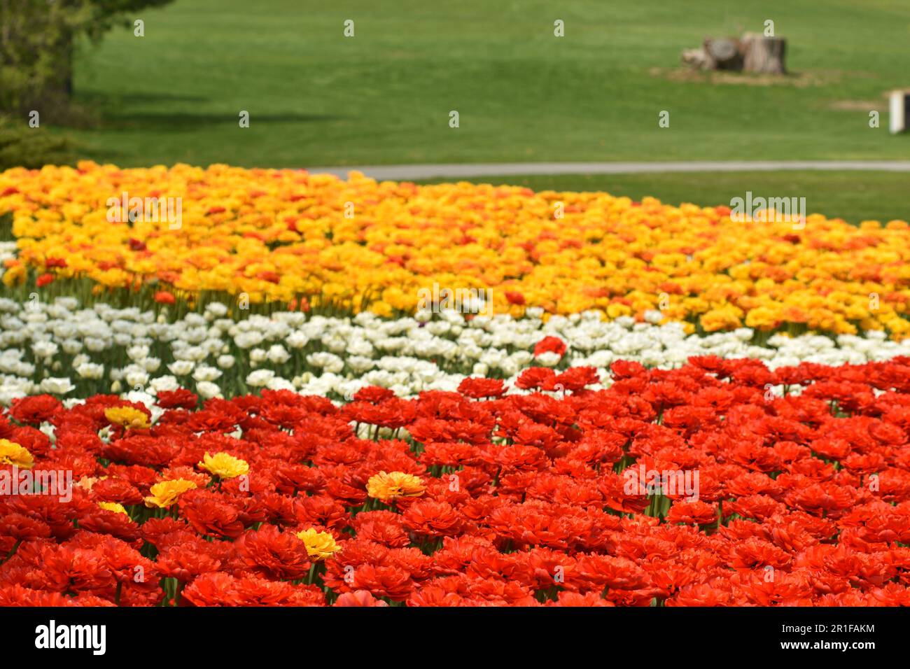 Gatineau,Canada,11.05.2023: Local city park spring landscape with blooming tulip plants flowers Stock Photo