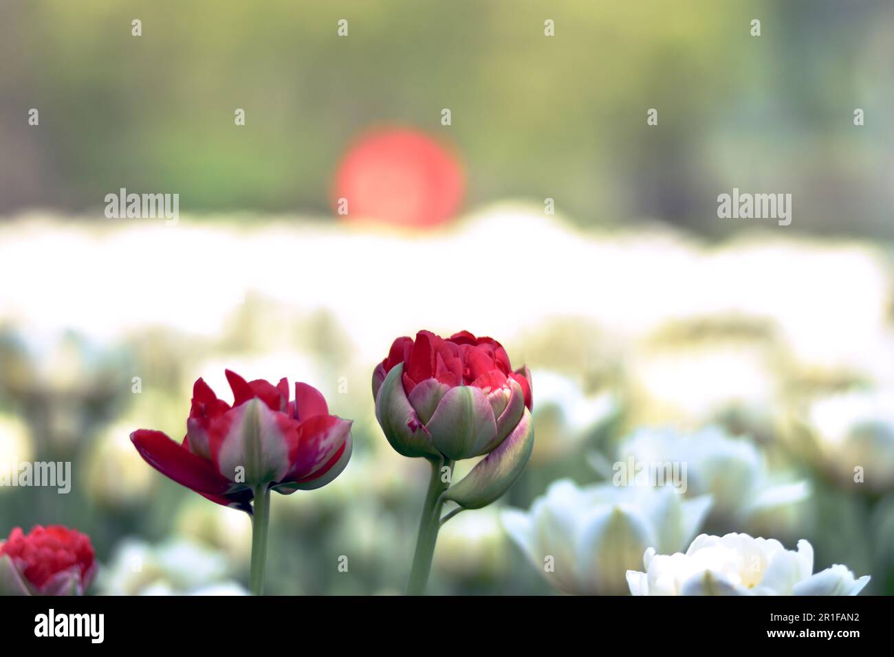 Gatineau,Canada,11.05.2023: Local city park spring landscape with blooming tulip plants flowers Stock Photo