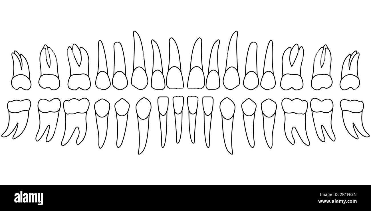 tooth chart teeth Stock Vector