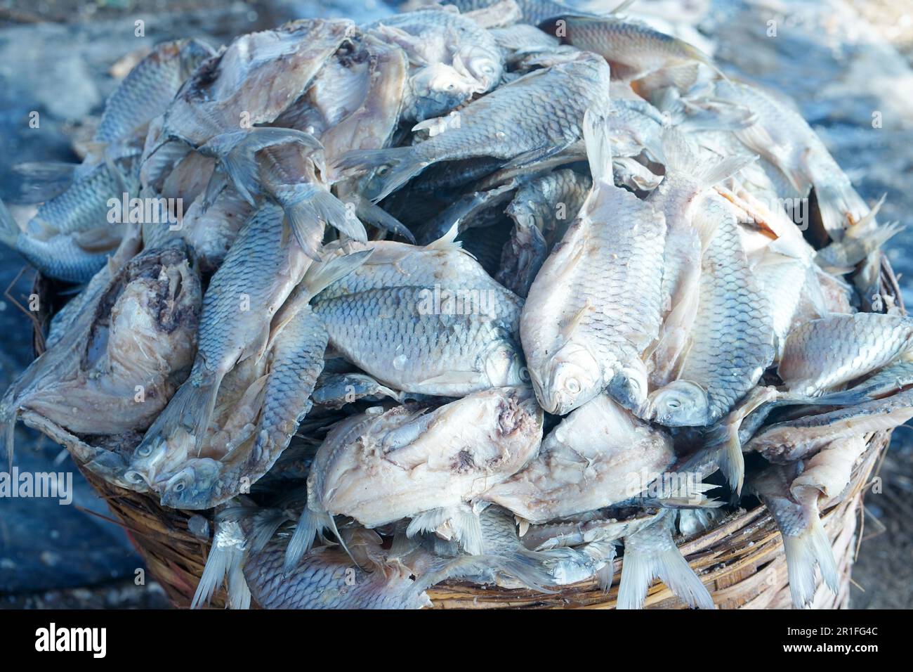 Traditional process of drying the salted fish under direct sunlight in