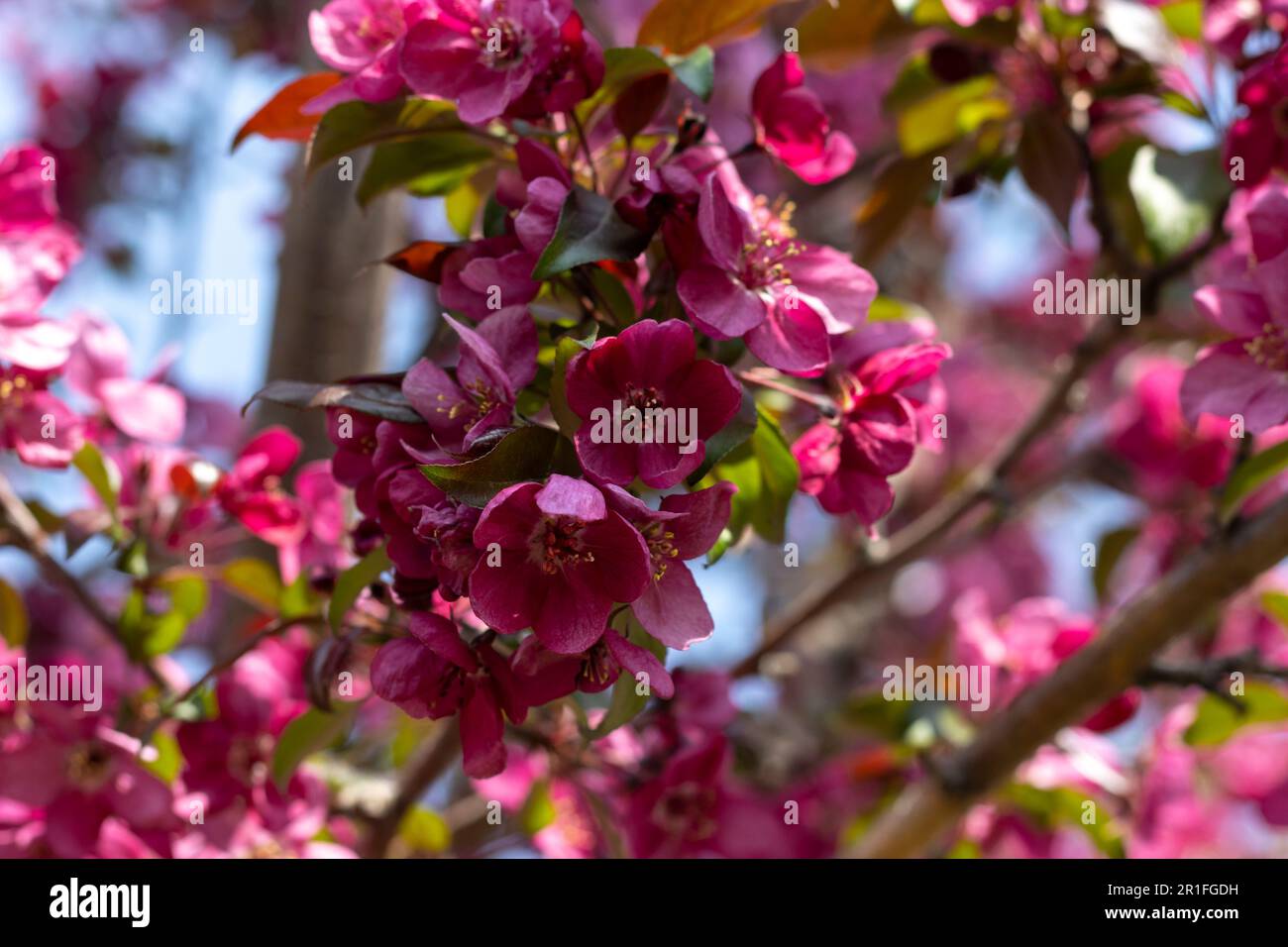 calocarpa (Redbud Crabapple) with sky background Stock Photo Alamy